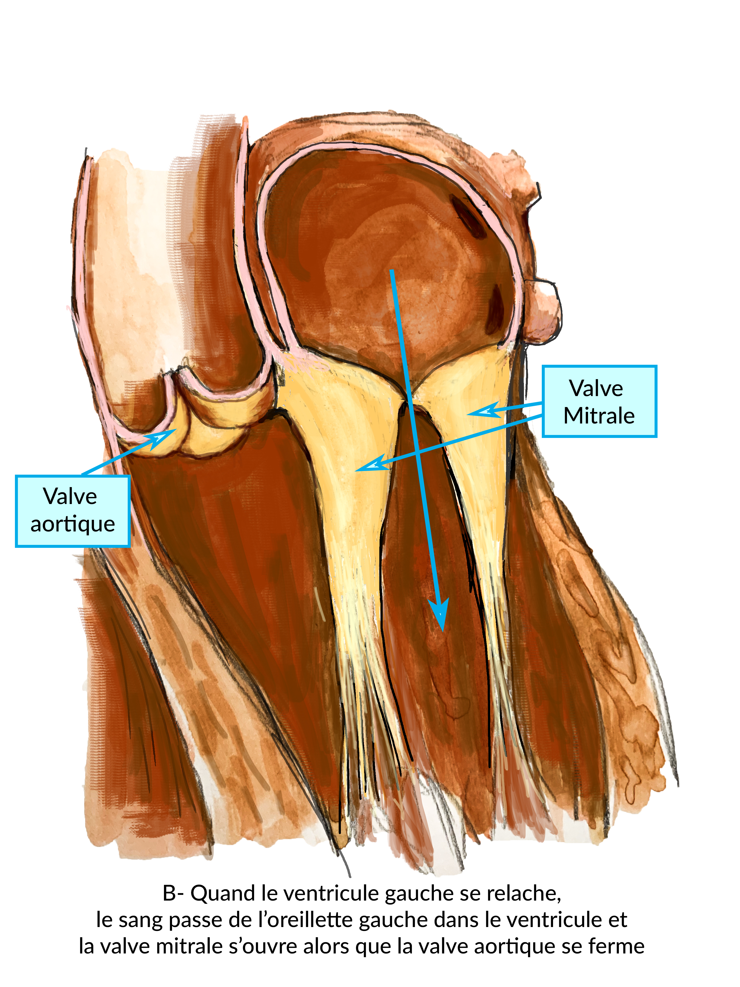 Maladies des valves cardiaques - Centre Cœur et Santé